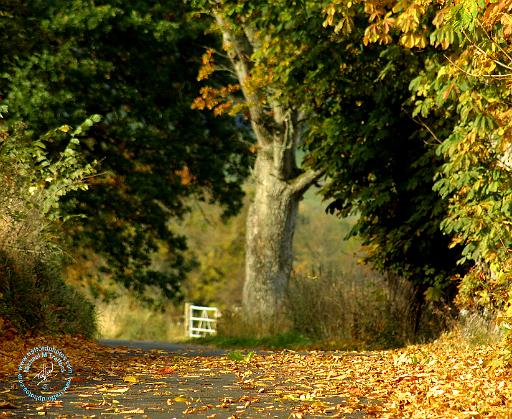 Autumn 9P56D-006.JPG